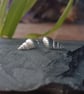 Nutmeg Shell stud Earrings  - Image 1