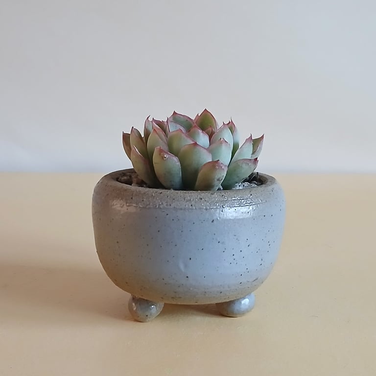 Succulent and cactus pot from series A