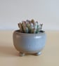 Succulent and cactus pot from series A