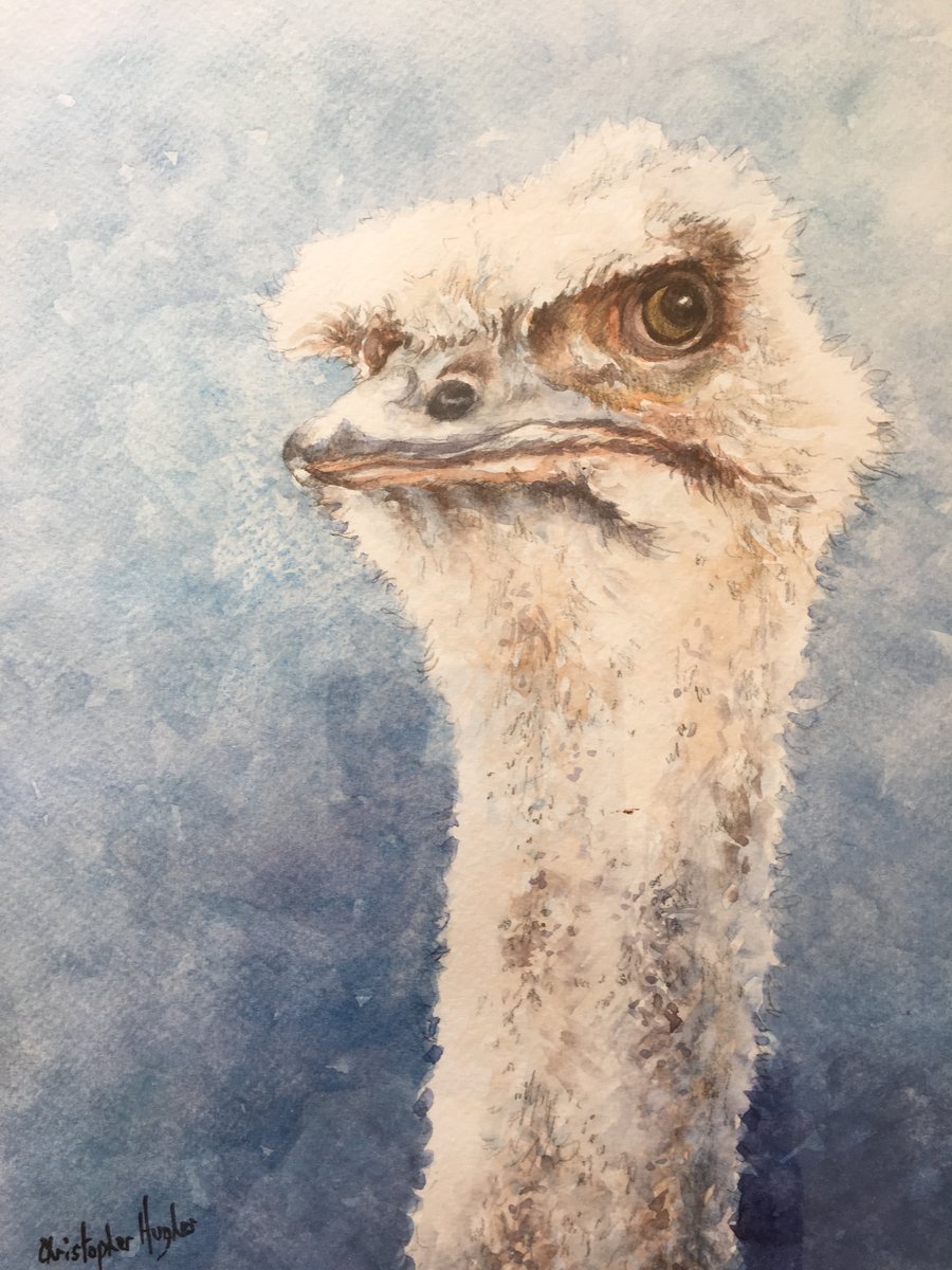 The Look. Original watercolour of an ostrich. Framed