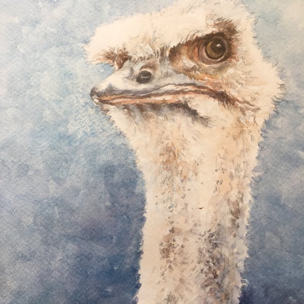 The Look. Original watercolour of an ostrich. Framed
