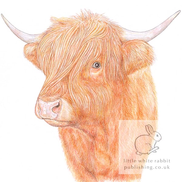 Highland Cow - Blank Card