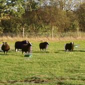 Maid in Heart of the Forest