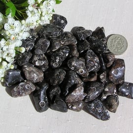 10 Turitella Agate Crystal Tumblestones