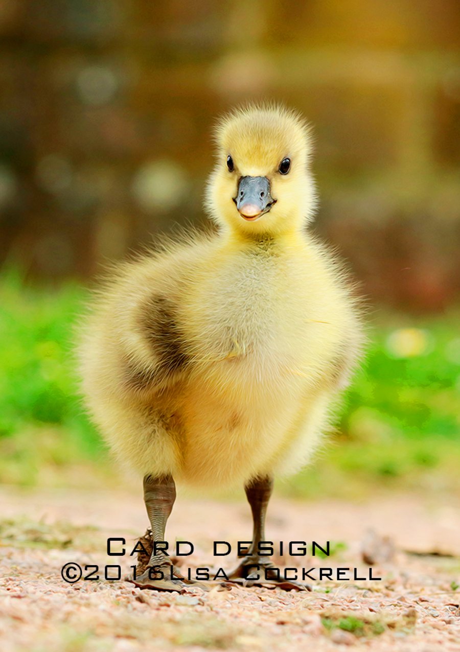 Exclusive Handmade Happy Gosling Greetings Card