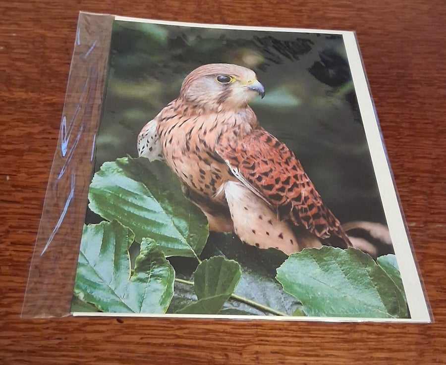 PACK OF 8 BIRD OF PREY BLANK GREETING CARDS