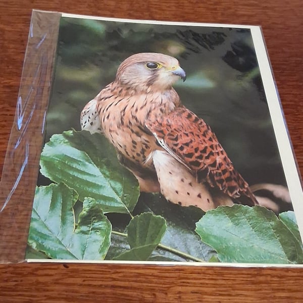 PACK OF 8 BIRD OF PREY BLANK GREETING CARDS