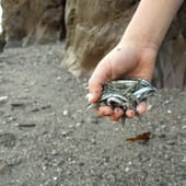 Fingle & Smudge design classics