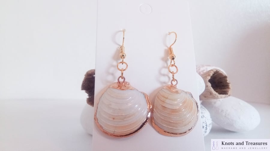 SALE Natural Shell Earrings with Gold Edging