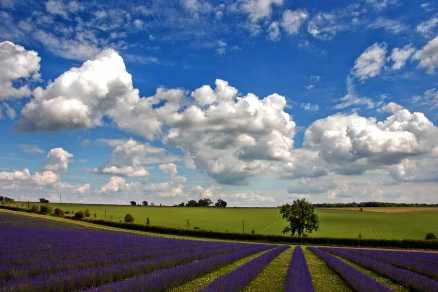 Lavender Field Purple Flowers Cotswolds Photograph Print