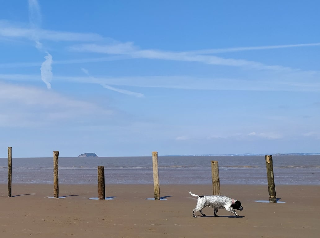 Driftwood Decor Design