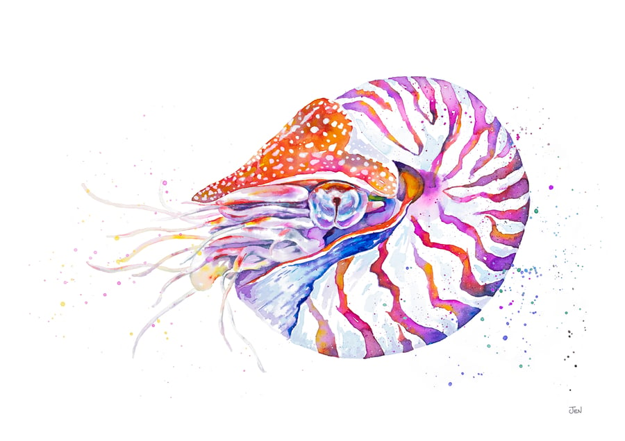Chambered Nautilus Giclee art print, from original watercolour and ink painting