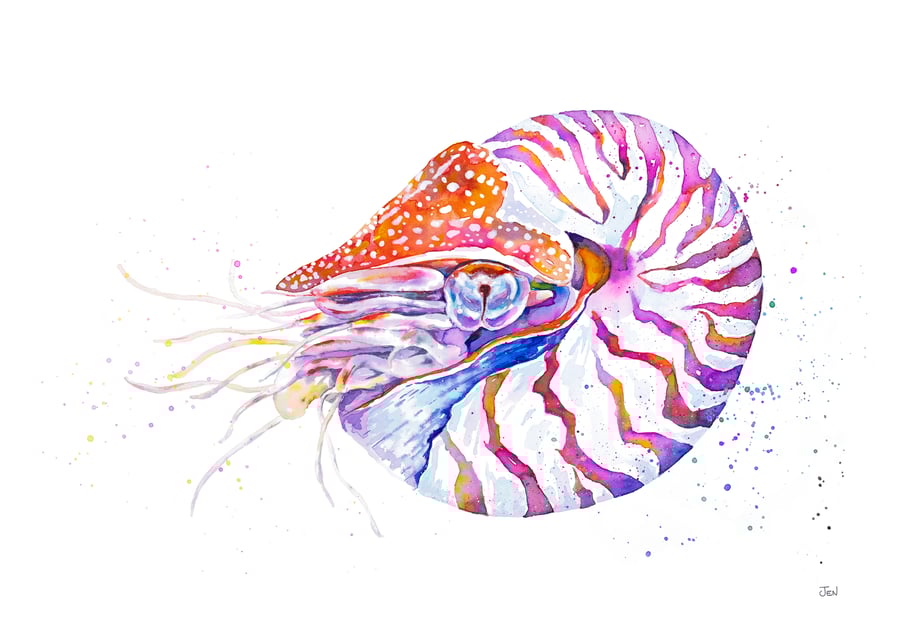 Chambered Nautilus Giclee art print, from original watercolour and ink painting