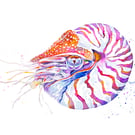 Chambered Nautilus Giclee art print, from original watercolour and ink painting