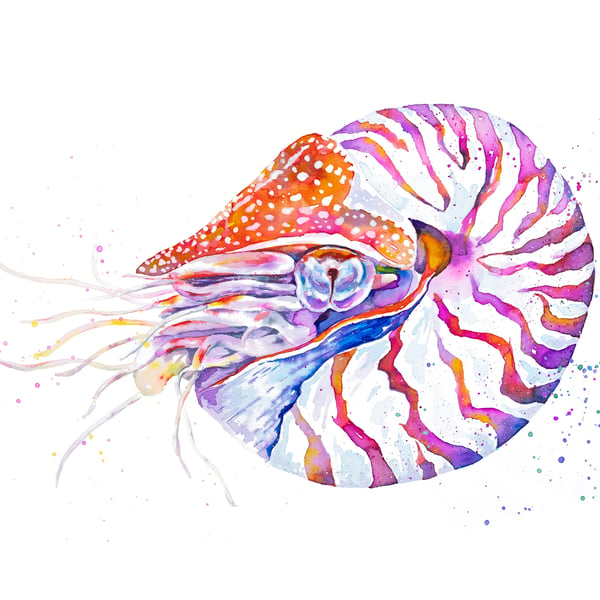 Chambered Nautilus Giclee art print, from original watercolour and ink painting