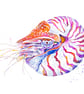 Chambered Nautilus Giclee art print, from original watercolour and ink painting