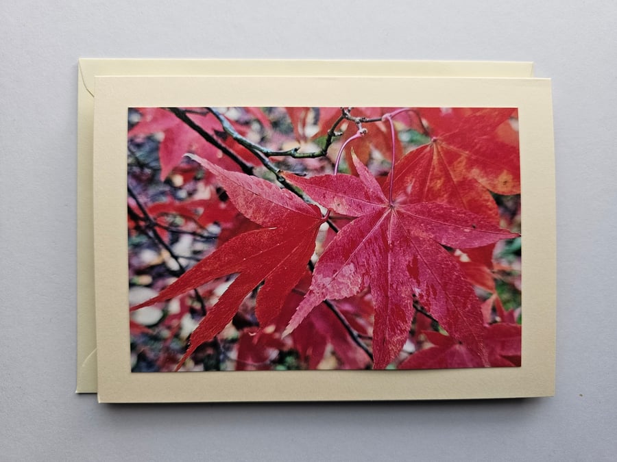 Acer Leaves in Autumn Large Tent-Style Photographic Card Size 7" x 5" Blank