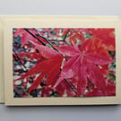 Acer Leaves in Autumn Large Tent-Style Photographic Card Size 7" x 5" Blank