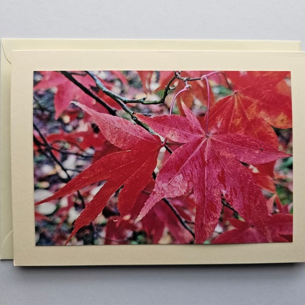 Acer Leaves in Autumn Large Tent-Style Photographic Card Size 7" x 5" Blank