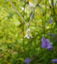 Harebell Necklace - Image 1