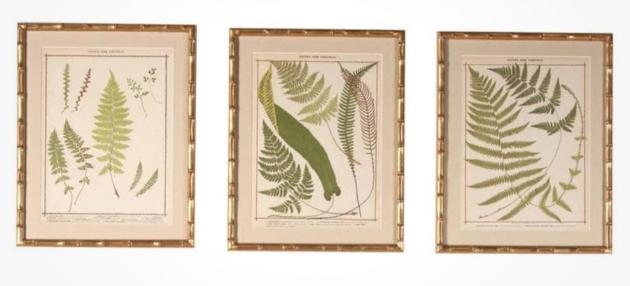 Collection of 18th century chromolithographs of British ferns by Francis George 