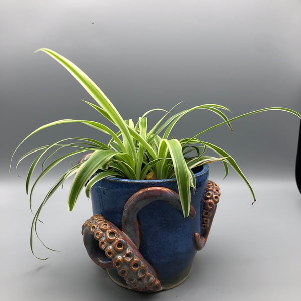Indoor octopus tentacle plant pot
