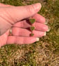 Miniature Moss & Berry Heart Trio - Handcrafted Woodland Decor