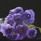 Stunning Anemones suffused with colour 