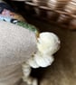 Vintage Rose Barkcloth rectangular cushion cover with pompom trim - Image 9