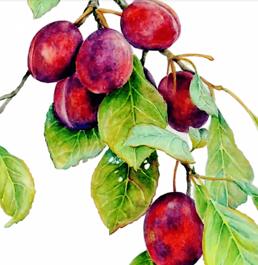 Plum Fruit Greeting Card from Original Watercolour Painting