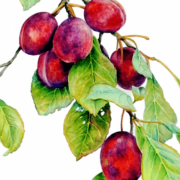 Plum Fruit Greeting Card from Original Watercolour Painting