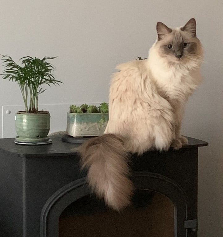 Ragcat
