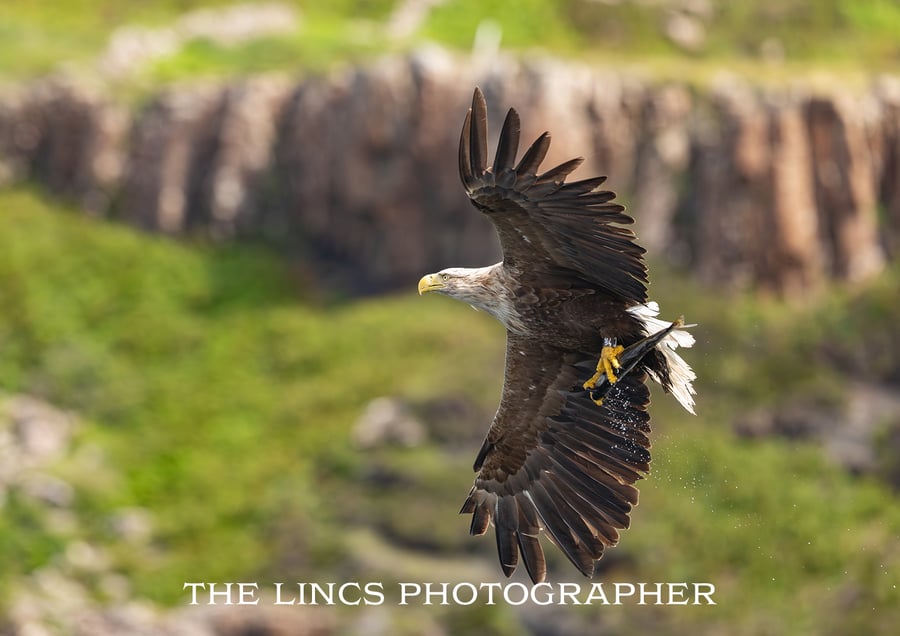 White Tailed Eagle in flight with fish print (Limited edition of 10)
