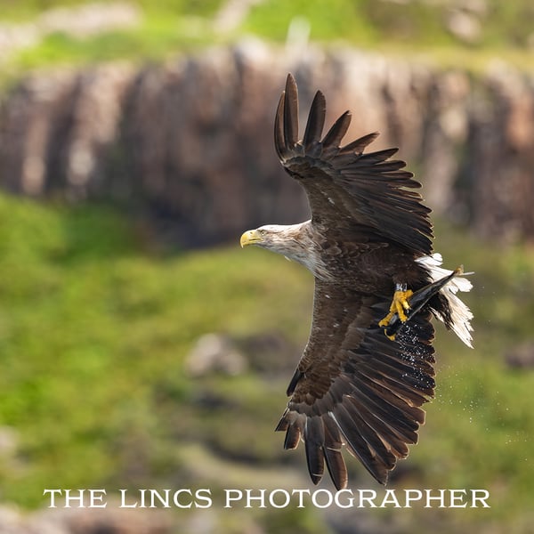 White Tailed Eagle in flight with fish print (Limited edition of 10)