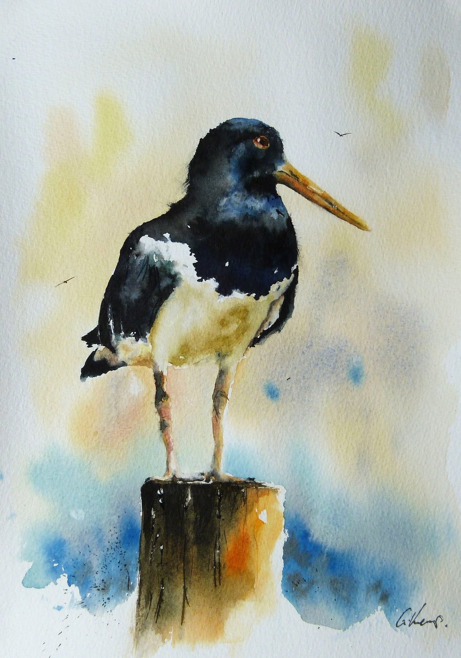 An Oystercatcher, Original Watercolour Painting.
