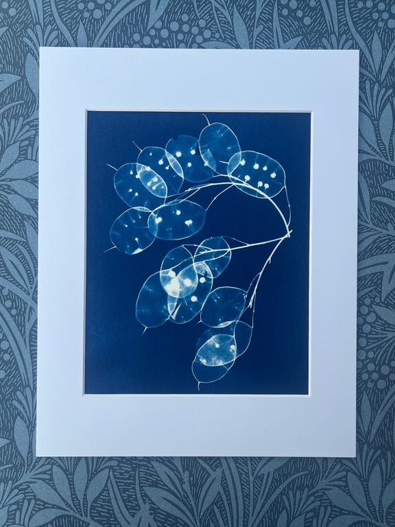 Seed Pods captured in Cyanotype, Gift for gardner, Original wall art.
