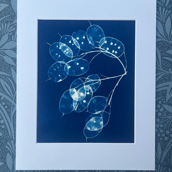 Seed Pods captured in Cyanotype, Gift for gardner, Original wall art.