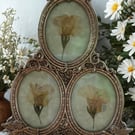 Pressed Primrose in a vintage silver plated triple frame