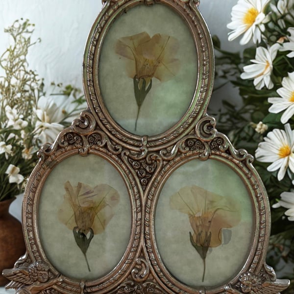 Pressed Primrose in a vintage silver plated triple frame