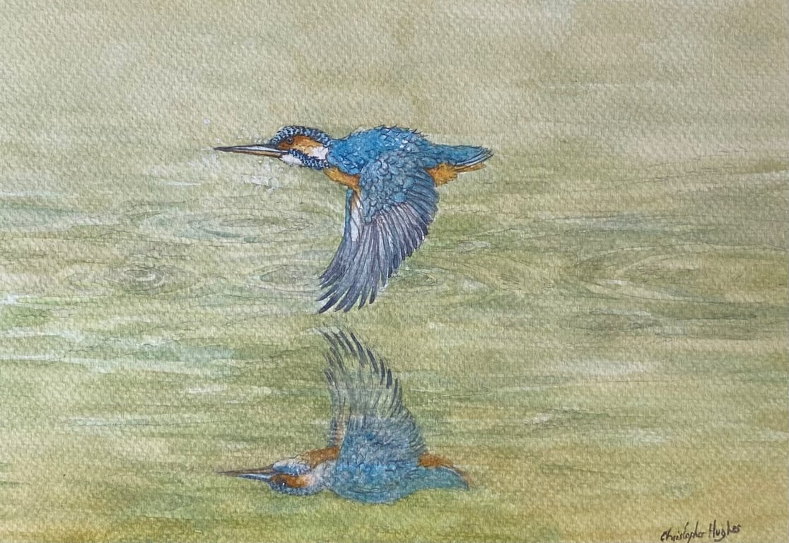 Kingfisher Reflection .Original watercolour by Christopher Hughes
