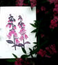 June foxgloves - Image 2