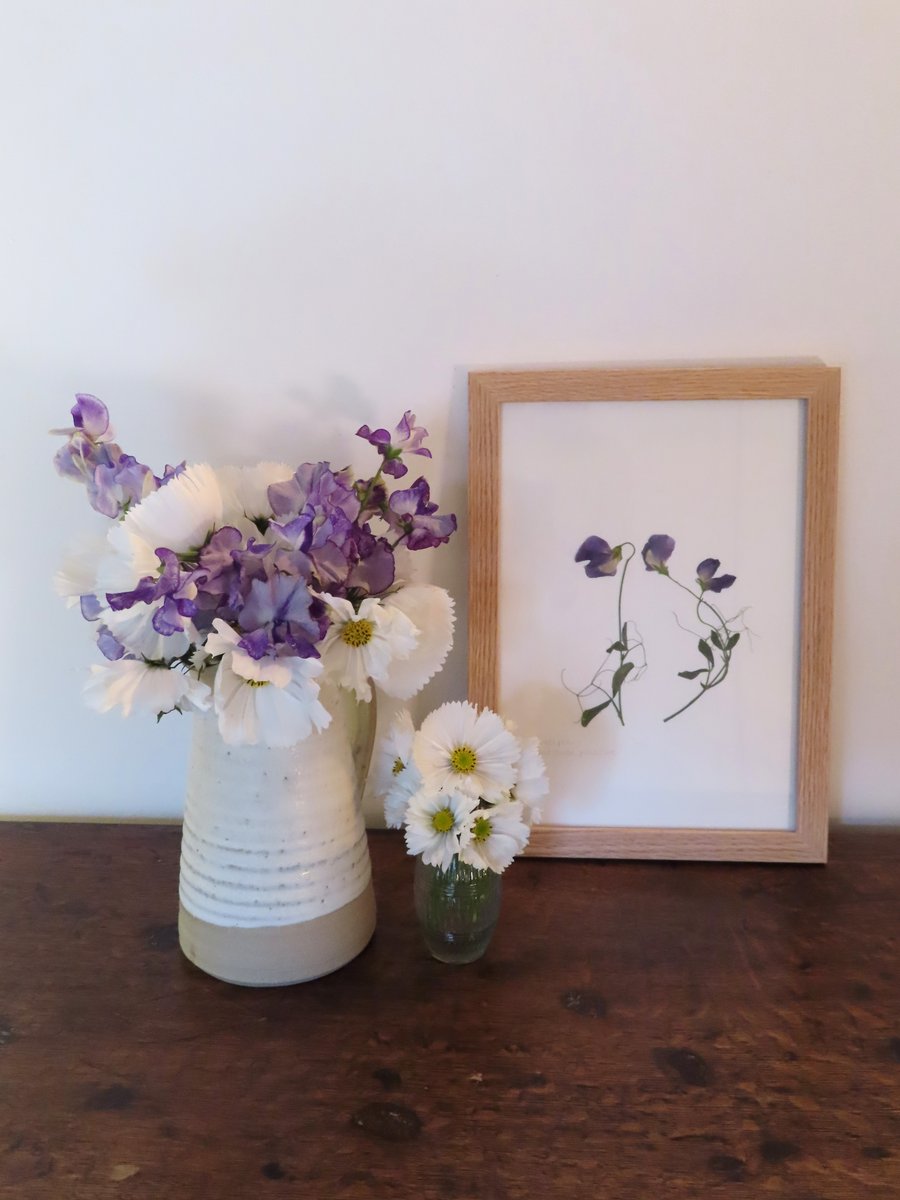 Pressed Sweet pea flowers, framed in oak - A4
