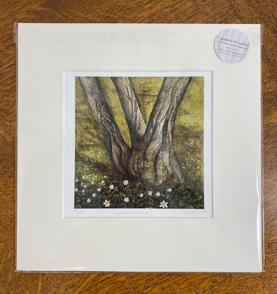 Woodland Anemones Fine Art Print 