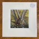 Woodland Anemones Fine Art Print 