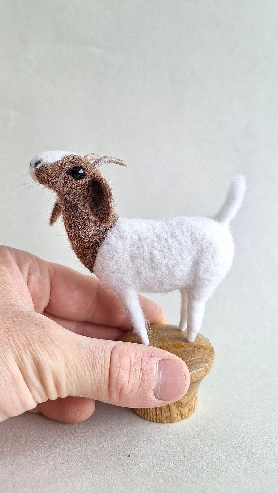 Knob Goat - Brown & White