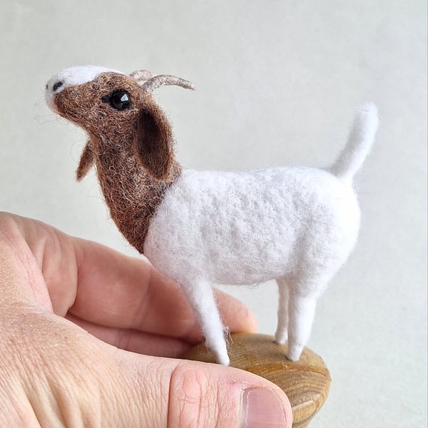 Knob Goat - Brown & White