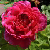 Listra's Handmade Soaps