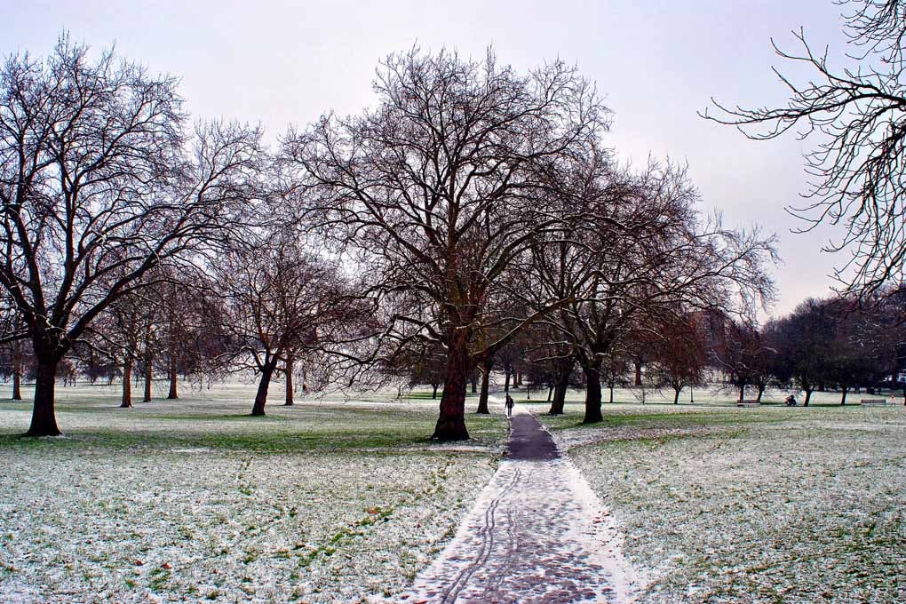 Trees in Primrose Hill Camden London Photograph Print