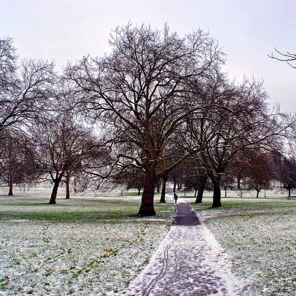 Trees in Primrose Hill Camden London Photograph Print