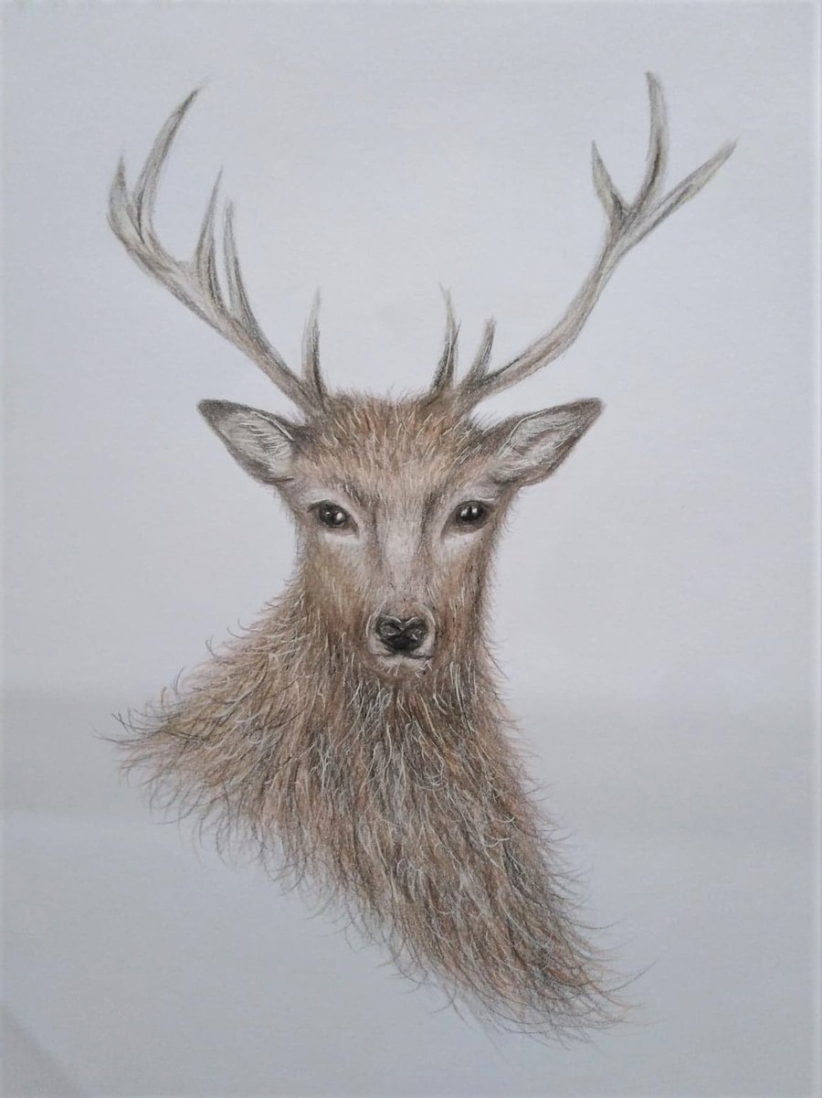Original Hand Drawn Unframed Deer Picture